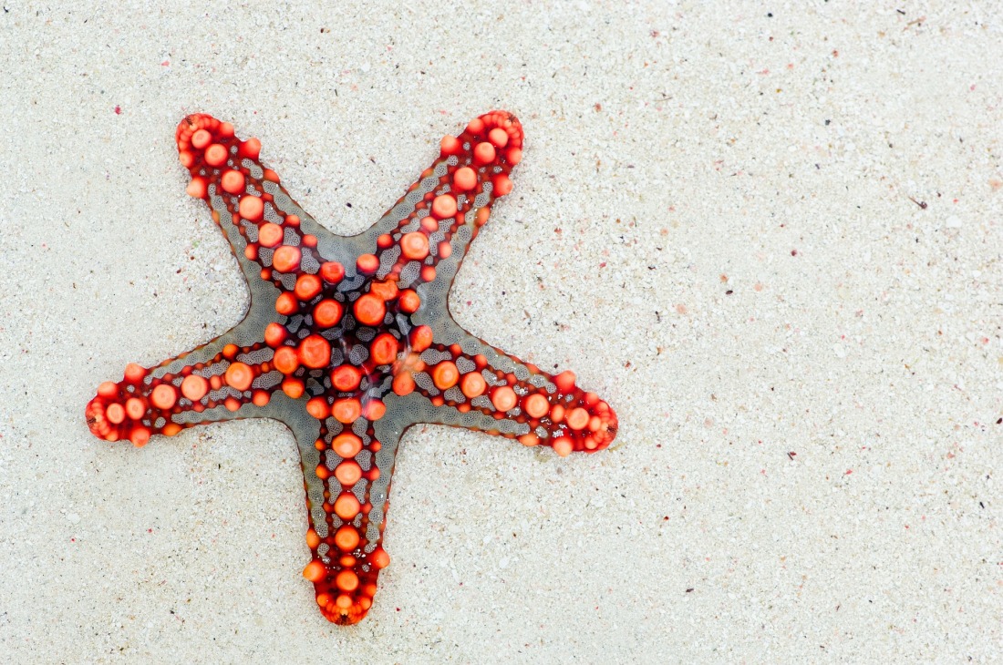 starfish-74535_1920